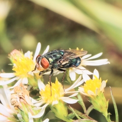 Cochliomyia