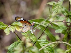 Danaus chrysippus