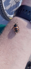 Nicrophorus vespillo
