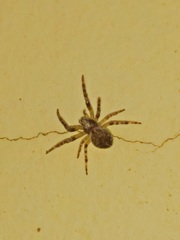 Larinioides ixobolus