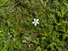 Anemonastrum