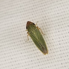 Xyphon reticulatum