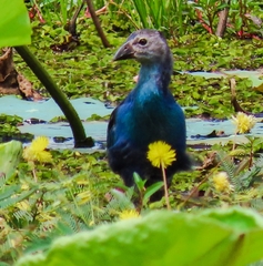 Porphyrio poliocephalus