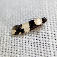 Delophanes anthracephala