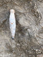 Albinaria brevicollis