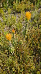 Mimetes pauciflorus