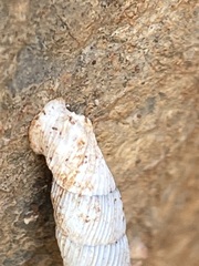 Albinaria brevicollis