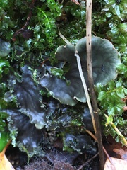 Peltigera collina
