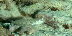 Ctenogobiops pomastictus