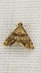 Petrophila fulicalis