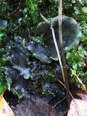 Peltigera collina