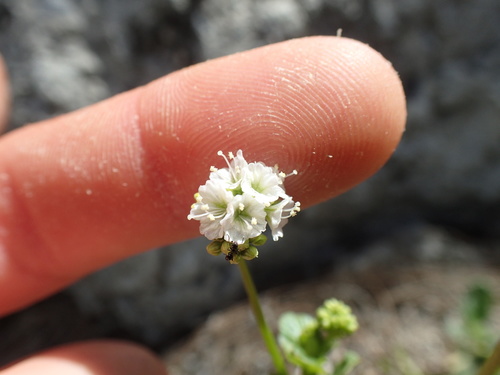 Boerhavia diffusa observed 2017-08-31