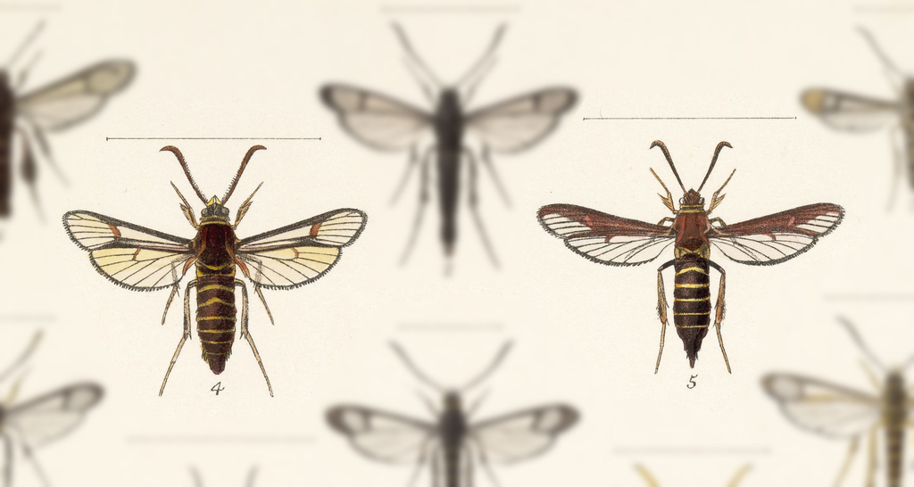 Oak Stump Borer Moth