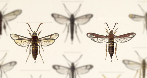 Oak Stump Borer Moth