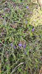 Lobelia neglecta
