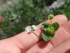 Boerhavia repens