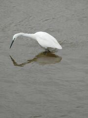 Egretta garzetta garzetta