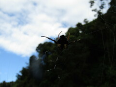 Verrucosa