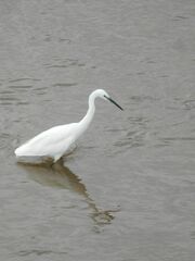 Egretta garzetta garzetta