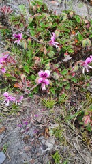 Pelargonium cordifolium