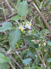 Solanum pseudogracile