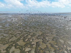 Gelochelidon nilotica