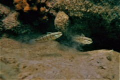 Amblygobius albimaculatus
