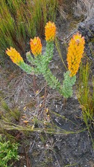 Mimetes pauciflorus