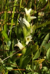 Spiranthes × stellata