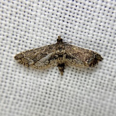 Sufetula hemiophthalma
