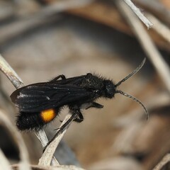 Dasymutilla ursus