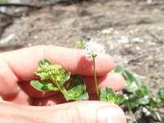Boerhavia repens