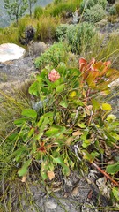 Protea cynaroides