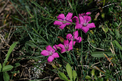 Dianthus pavonius