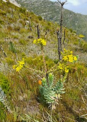 Osteospermum corymbosum