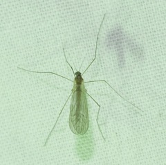 Trichoceridae