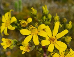 Osteospermum corymbosum