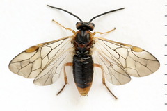 Euura krausi
