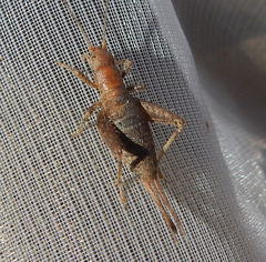 Arachnocephalus vestitus