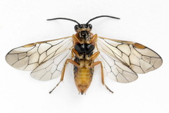 Euura krausi
