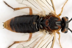 Euura krausi
