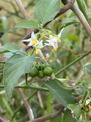 Solanum pseudogracile