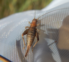 Arachnocephalus vestitus