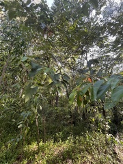 Commersonia bartramia