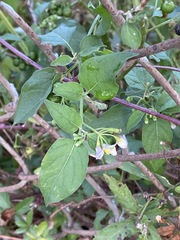 Solanum pseudogracile