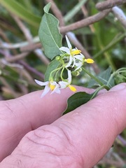 Solanum pseudogracile