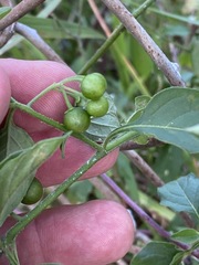 Solanum pseudogracile