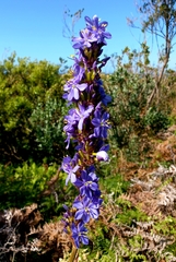Aristea capitata
