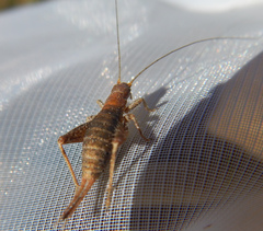 Arachnocephalus vestitus