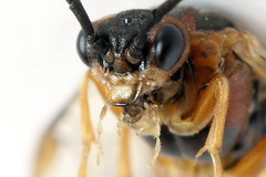 Euura krausi